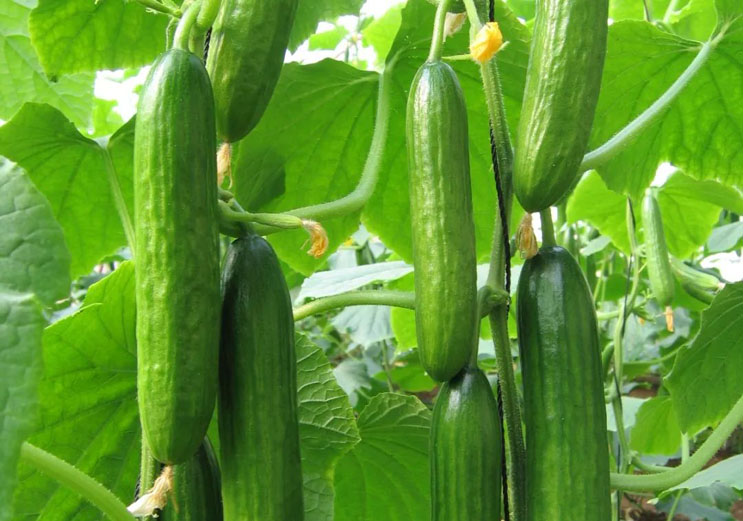 為什么蔬菜要使用水溶肥不是復(fù)合肥？終于知道了！